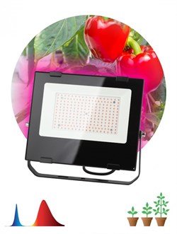 ЭРА FITO-100W-RB-LED Прожектор красно-синего спектра Б0046369 - фото 93783